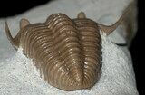 Killer Prochasmops Trilobite From Estonia - Super Rare #30810-5
